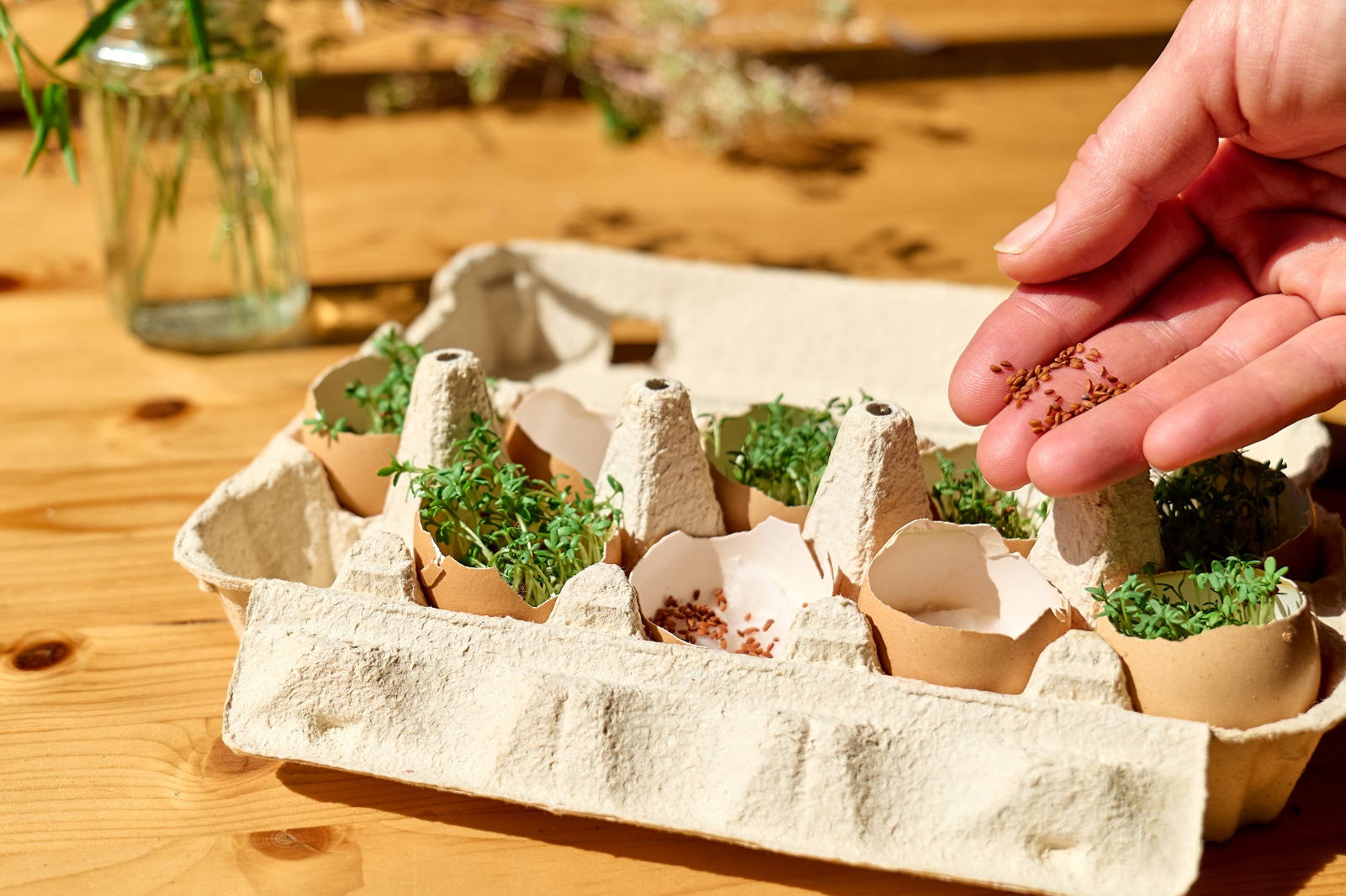 Utiliser des coquilles d'oeuf comme godets pour semis ©Caterina Trimarchi, AdobeStock